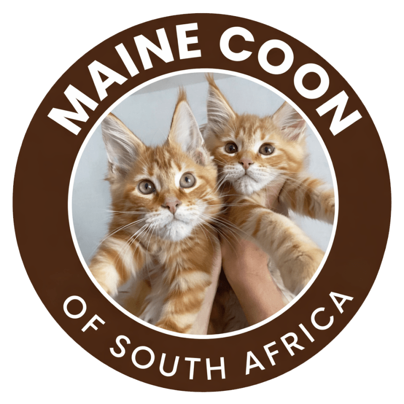 Maine Coon of South Africa